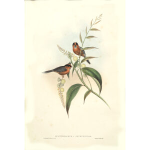 Chestnut breasted Tit Plate 68 John Gould. Birds of Asia Volume 2. Giclee Print