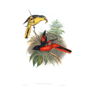 Great Pericrocotus John Gould. Birds of Asia Volume 2. Giclee Print
