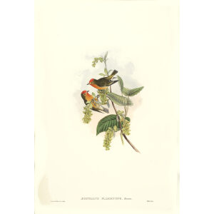 Flame fronted Flower pecker Plate 71 John Gould. Birds of Asia Volume 2. Giclee Print