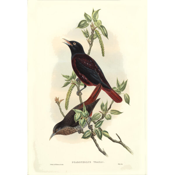 Maroon Oriole Okate 74 John Gould. Birds of Asia Volume 2. Giclee Print
