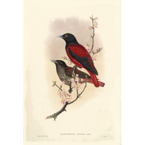 Red Oriole Plate 75.John Gould. Birds of Asia Volume 2. Giclee Print