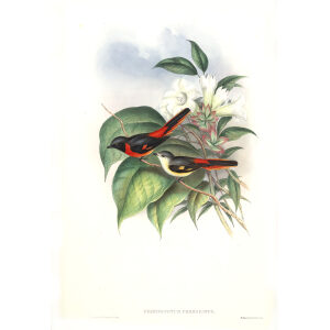 Little Pericrocotus John Gould. Birds of Asia Volume 2. Giclee Print