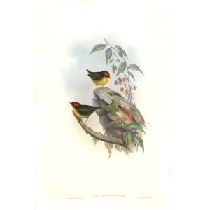 Chesnut crowded Tesia. John Gould. Birds of Asia Volume 4. Museum quality giclee prints
