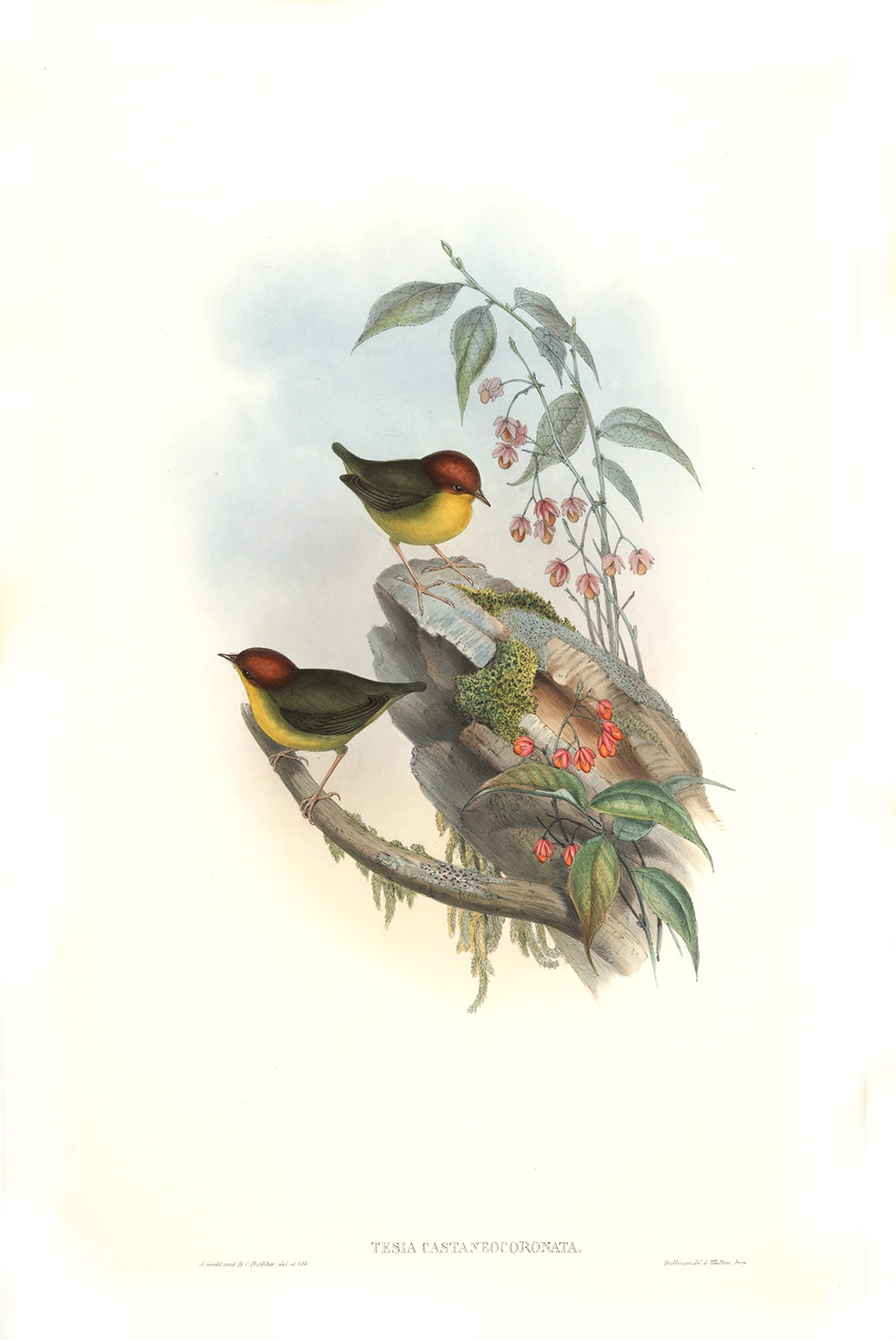 Chesnut crowded Tesia. John Gould. Birds of Asia Volume 4. Museum quality giclee prints