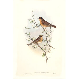 Mountain Accentor John Gould. Birds of Asia Volume 4. Museum quality giclee prints