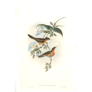 White throated Dumetia John Gould. Birds of Asia Volume 4. Museum quality giclee prints