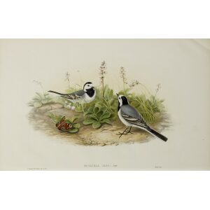 White Wagtail John Gould. Birds of Great Britain Volume 3 Insessores. Giclee Print