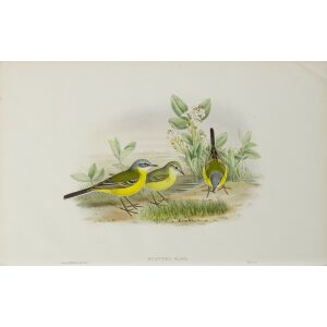 Grey headed Wagtail John Gould. Birds of Great Britain Volume 3 Insessores. Giclee Print