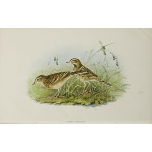 Grey Wagtail winter John Gould. Birds of Great Britain Volume 3 Insessores. Giclee Print
