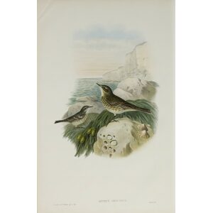 Tawny Pipit John Gould. Birds of Great Britain Volume 3 Insessores. Giclee Print