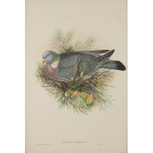 Wood-Pigeon or Cuchat by John Gould Birds of Great Britain, Volume 4 Rasores and Grallatores Museum quality giclee print