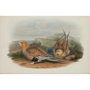 Pallas Sand Grouse by John Gould Birds of Great Britain, Volume 4 Rasores and Grallatores Museum quality giclee print