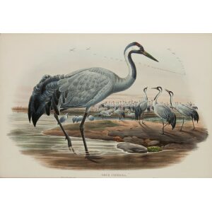 Common Crane John Gould Birds of Great Britain, Volume 4 Rasores and Grallatores Museum quality giclee print
