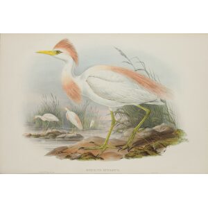 Gould - Britain 4 - 024 - Buff-backed Heron