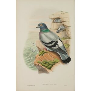 Rock Pigeon by John Gould Birds of Great Britain, Volume 4 Rasores and Grallatores Museum quality giclee print