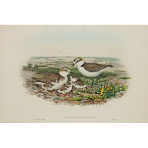 Keltisch Plover. John Gould Birds of Great Britain, Volume 4 Rasores and Grallatores Museum quality giclee print