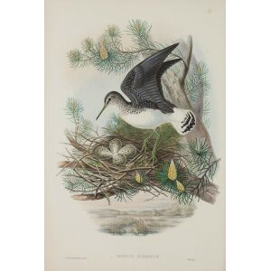 Green Sandpiper John Gould Birds of Great Britain, Volume 4 Rasores and Grallatores Museum quality giclee print