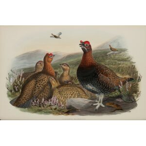 Red Grouse by John Gould Birds of Great Britain, Volume 4 Rasores and Grallatores Museum quality giclee print