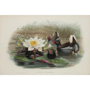 Moorhen. John Gould Birds of Great Britain, Volume 4 Rasores and Grallatores Museum quality giclee print