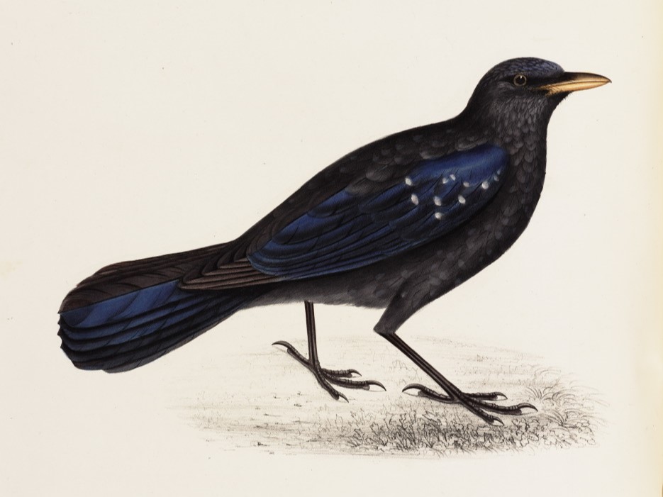 Myophonus Temminckii 21 John Gould A Century of Birds from the Himalaya Mountains.Museum quality giclée print