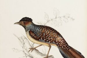 Cinclosoma Ocellatum 15 John Gould A Century of Birds from the Himalaya Mountains.Museum quality giclée print