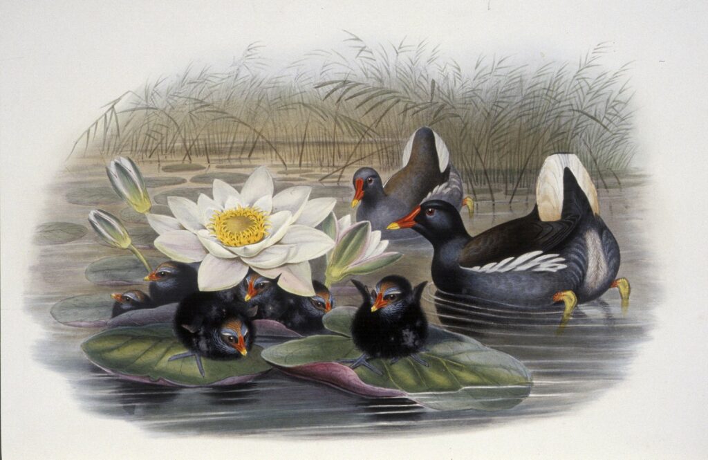 John Gould. Birds of Great Britain. Museum quality Giclee Print