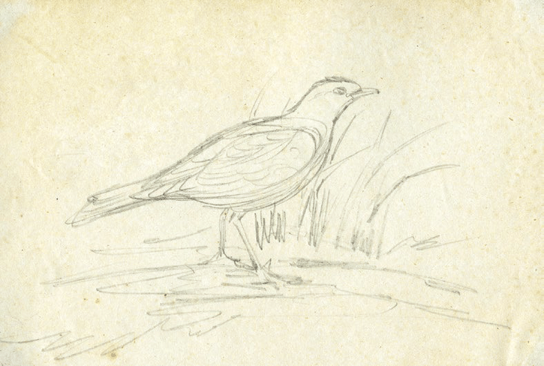 Sketch by John Gould - Original-sketch-of-an-unidentified-passerine-by-John-Gould-In-Curtis-1857-William