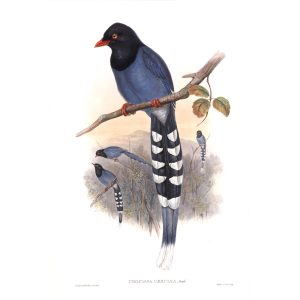Formosan Blue Pie John Gould - Birds of Asia Volume 5 - Museum quality giclee prints