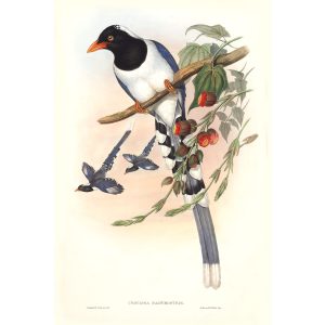 Great Billed Blue Pie John Gould - Birds of Asia Volume 5 - Museum quality giclee prints