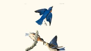 Discount Audubon Museum quality giclee prints. 1 - 30 september 2023. Heritage Prints