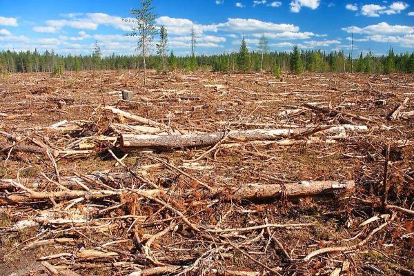 Heritage Prints Extinction of birds Habitat loss
