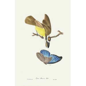 Tyran Bem te Veol. Jean-Théodore Descourtilz – Brilliant Birds of Brazil or Oiseau Brillans du Brésil – Heritage Prints – Museum Quality Giclee Prints