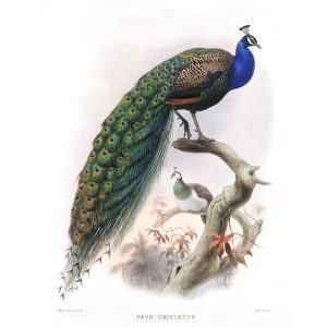 Daniel Giraud Elliot - Family of the Pheasants. Common Peafowl. Museum Quality Giclee Print by Heritage Prints.