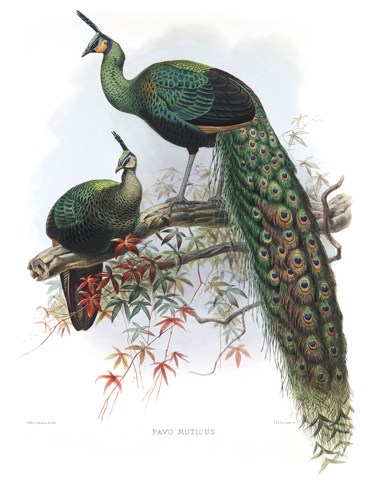 Javan Peafowl. Daniel Giraud Elliot - Family of the Pheasants. Museum Quality Giclee Print by Heritage Prints.