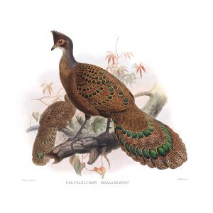 Iris Polyplectron. Daniel Giraud Elliot - Family of the Pheasants. Museum Quality Giclee Print by Heritage Prints.