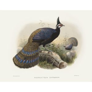 Napoleon's Polyplectron. Daniel Giraud Elliot - Family of the Pheasants. Museum Quality Giclee Print by Heritage Prints.