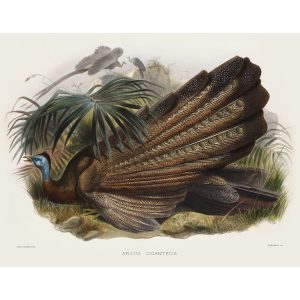 Great Argus Pheasant. Daniel Giraud Elliot - Family of the Pheasants. Museum Quality Giclee Print by Heritage Prints.