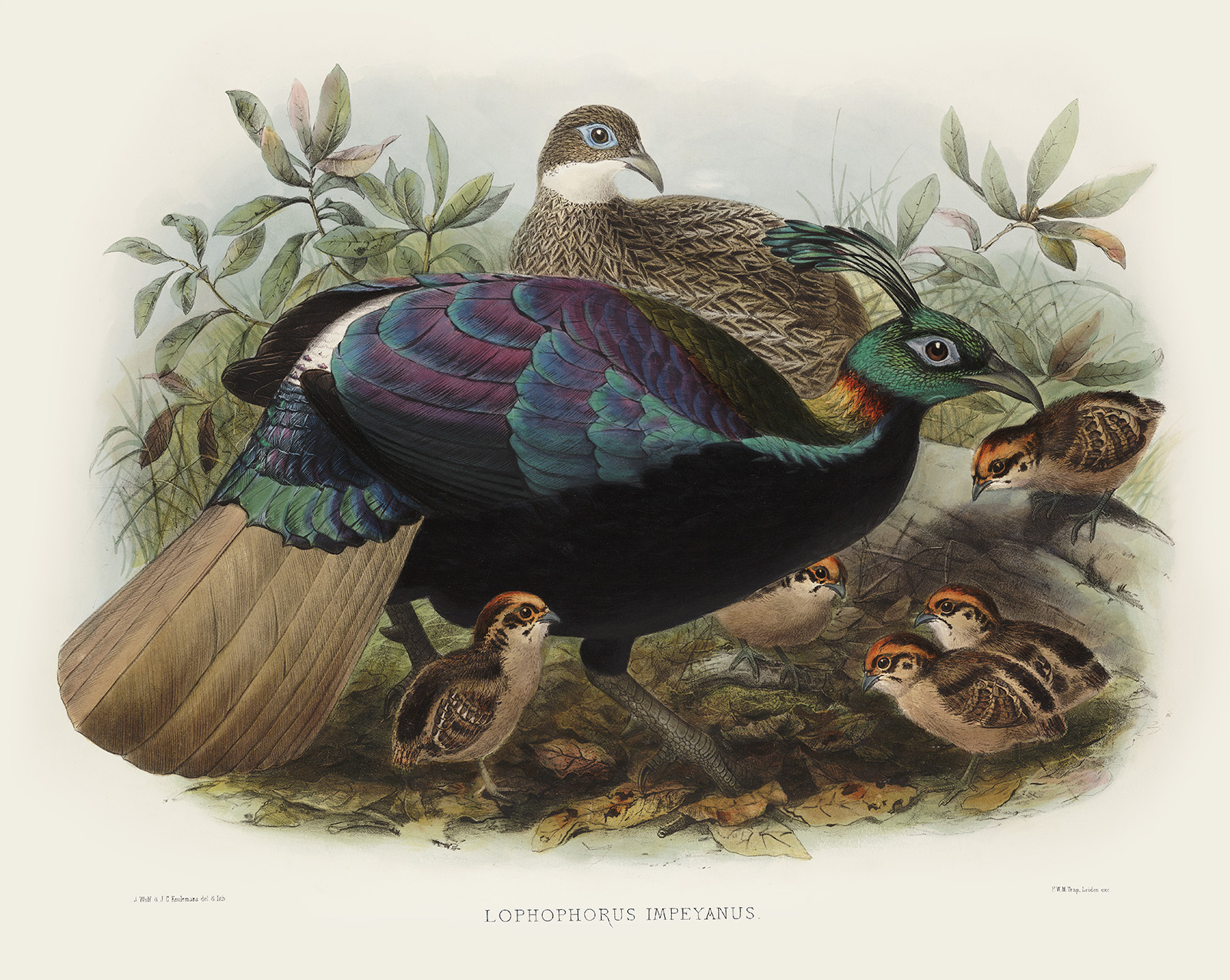 Himalayan Monal Pheasant. Daniel Giraud Elliot - Family of the Pheasants. Museum Quality Giclee Print by Heritage Prints.