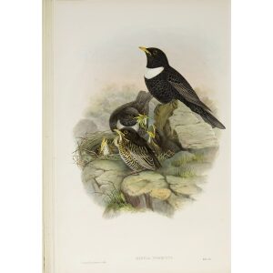 Ring-Ouzel Plate 038 by John Gould – Birds of Great Britain Volume 2, the Insessores. Museum quality giclee print. Facsimile Giclee