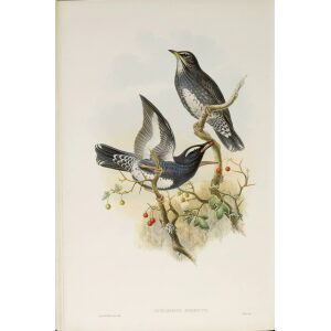 Siberian Thrush Plate 039 by John Gould – Birds of Great Britain Volume 2, the Insessores. Museum quality giclee print. Facsimile Giclee