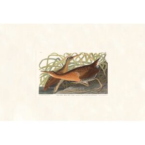 Fresh Water Marsh Hen by John James Audubon. Birds of America. Heritage Prints. Museum Quality Giclee Print