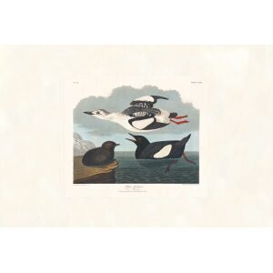 Black Guillemot by John James Audubon. Birds of America. Heritage Prints. Museum Quality Giclee Print
