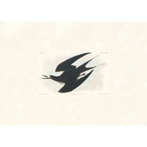 Sooty Tern by John James Audubon. Birds of America. Heritage Prints. Museum Quality Giclee Print
