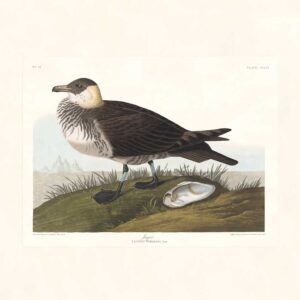 Audubon 253 Jager