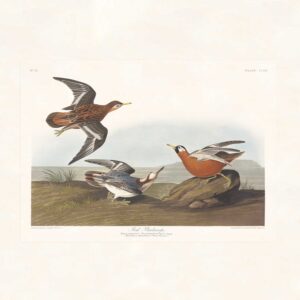 Audubon 255 Red Phalarope