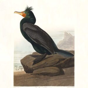 Audubon 257 Double-crested Cormorant