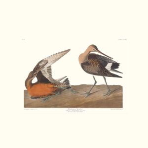 Audubon 258 Hudsonian Godwit