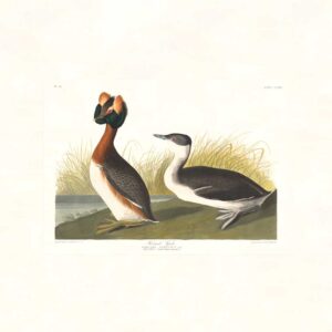 Audubon 259 Horned Grebe