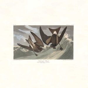 Audubon 260 Fork-tail Petrel