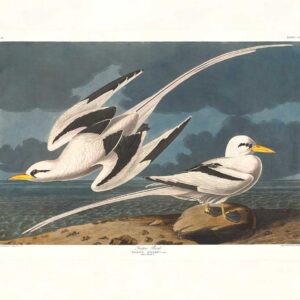 Audubon 262 Tropic Bird